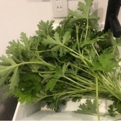 もらってください⭐︎ゼラニウム　切り枝　ハーブ　植物の画像
