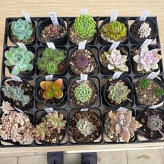 多肉植物　20種類　セット