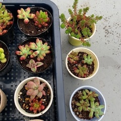 多肉植物の画像