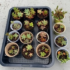 多肉植物