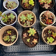 多肉植物の画像