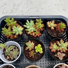 多肉植物の画像