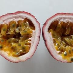 パッションフルーツの苗の画像