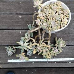 多肉の鉢の画像