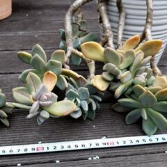 多肉の鉢の画像