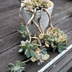 多肉の鉢の画像