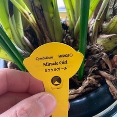 洋蘭 シンビジューム ミラクルガール の画像