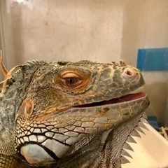 グリーンイグアナ里親募集