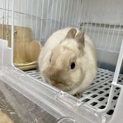 うさぎ：ネザーランドドワーフ 2歳 ♀