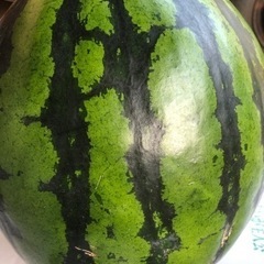 熊本植木　傷ありスイカ！！LLサイズ！！これでラスト一玉♡