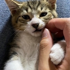 【福島.宮城.栃木限定】保護猫ちゃんの里親募集してます(メス)
