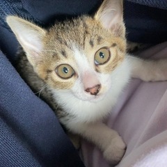 【福島.宮城.栃木限定】子猫の里親募集しています(オス①)