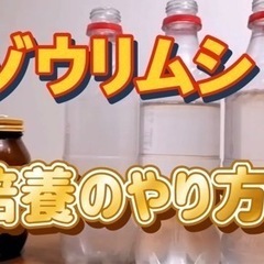 ゾウリムシ培養セットの画像