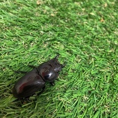 スマトラオオヒラタ　メス単の画像