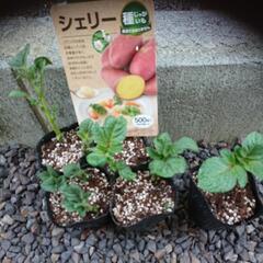 ジャガイモ じゃがいも 芽だし苗 シェリー 6ポット 家庭菜園。