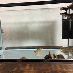 オヤニラミ　１匹から
