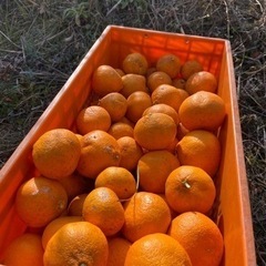 長年果樹農家をしていた父が作った野菜などを500円で！（洋）の画像