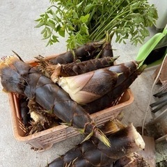 長年果樹農家をしていた父が作った野菜などを500円で！（洋）の画像