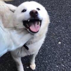 里親様が決まりました✿ありがとうございました