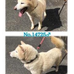 里親様が決まりました✿ありがとうございました - 犬