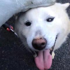 里親様が決まりました✿ありがとうございました - 大村市