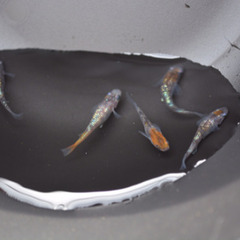 月華 メダカ 卵の画像