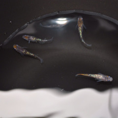 月華 メダカ 卵の画像