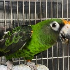 ズアカハネナガインコ　里親募集