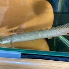 ポリプテルス オスカーの画像