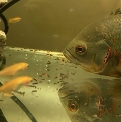 ポリプテルス オスカーの画像