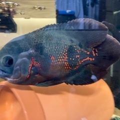 ポリプテルス オスカー