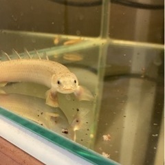 ポリプテルス オスカーの画像