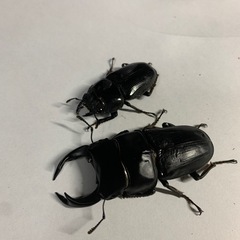 オオクワガタ　ペア　♂67mm ♀42.5mm