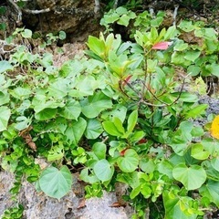 無農薬有機農業、オーガニック野菜、薬草ハーブなどに興味ある方、ま...