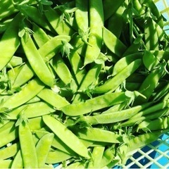 無農薬　絹さや　100円