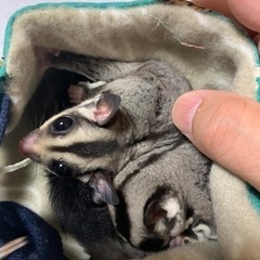 フクロモモンガ　クラシック　