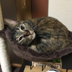 ツンデレな猫ちゃんです！