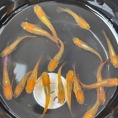 黄金べっ甲メダカ(ダルマ因子有り)1ペア