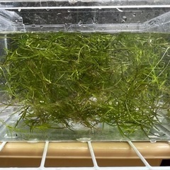 水草ナヤス