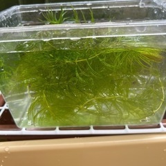 水草マツモ
