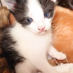 4月7日生まれの子猫ちゃん③♡