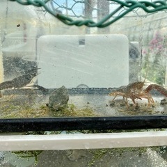 水槽頂けませんか？
