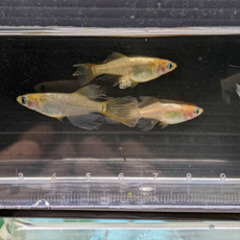 メダカ 販売 開始