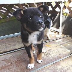 今がかわいい盛りの子熊みたいな子犬（♂）です - 西条市