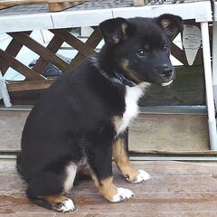 今がかわいい盛りの子熊みたいな子犬（♂）です - 犬