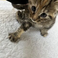 【譲渡完了】子猫の家族を探しています！