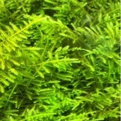 【値下げ】ウィローモス 水草 鑑賞魚の画像