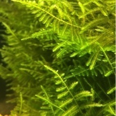 【値下げ】ウィローモス 水草 鑑賞魚