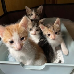 【里親様と調整中】子猫の里親募集