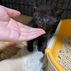 黒猫 男の子